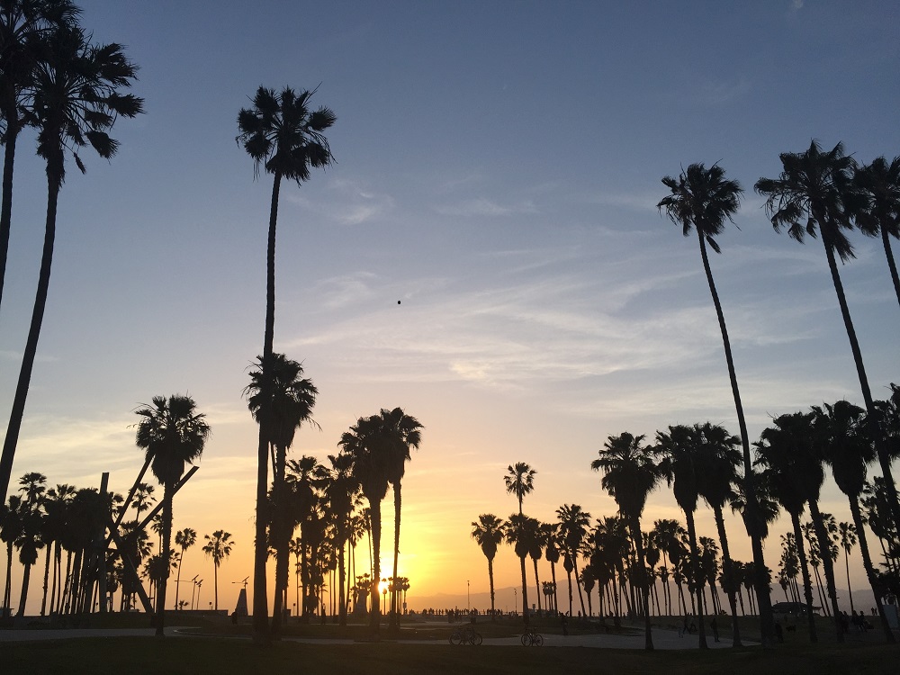 venice beach palm trees venice beach la